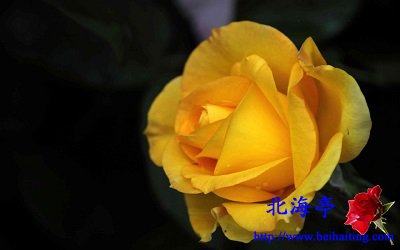 Win10鲜花主题包下载:灿然绽放的玫瑰4