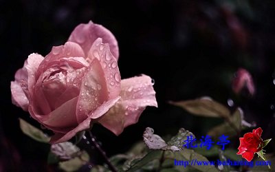 Win10鲜花主题包下载:灿然绽放的玫瑰7