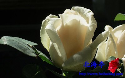 Win10鲜花主题包下载:灿然绽放的玫瑰8