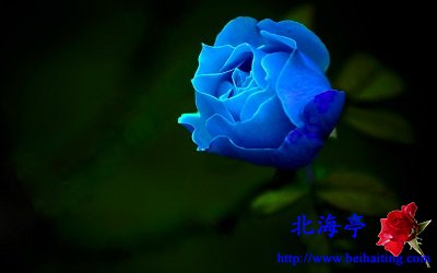 Win10鲜花主题包下载:灿然绽放的玫瑰9