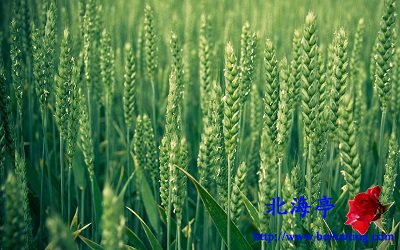 Win10主题包下载:五谷杂粮(真正的中国传统粮食)---小麦