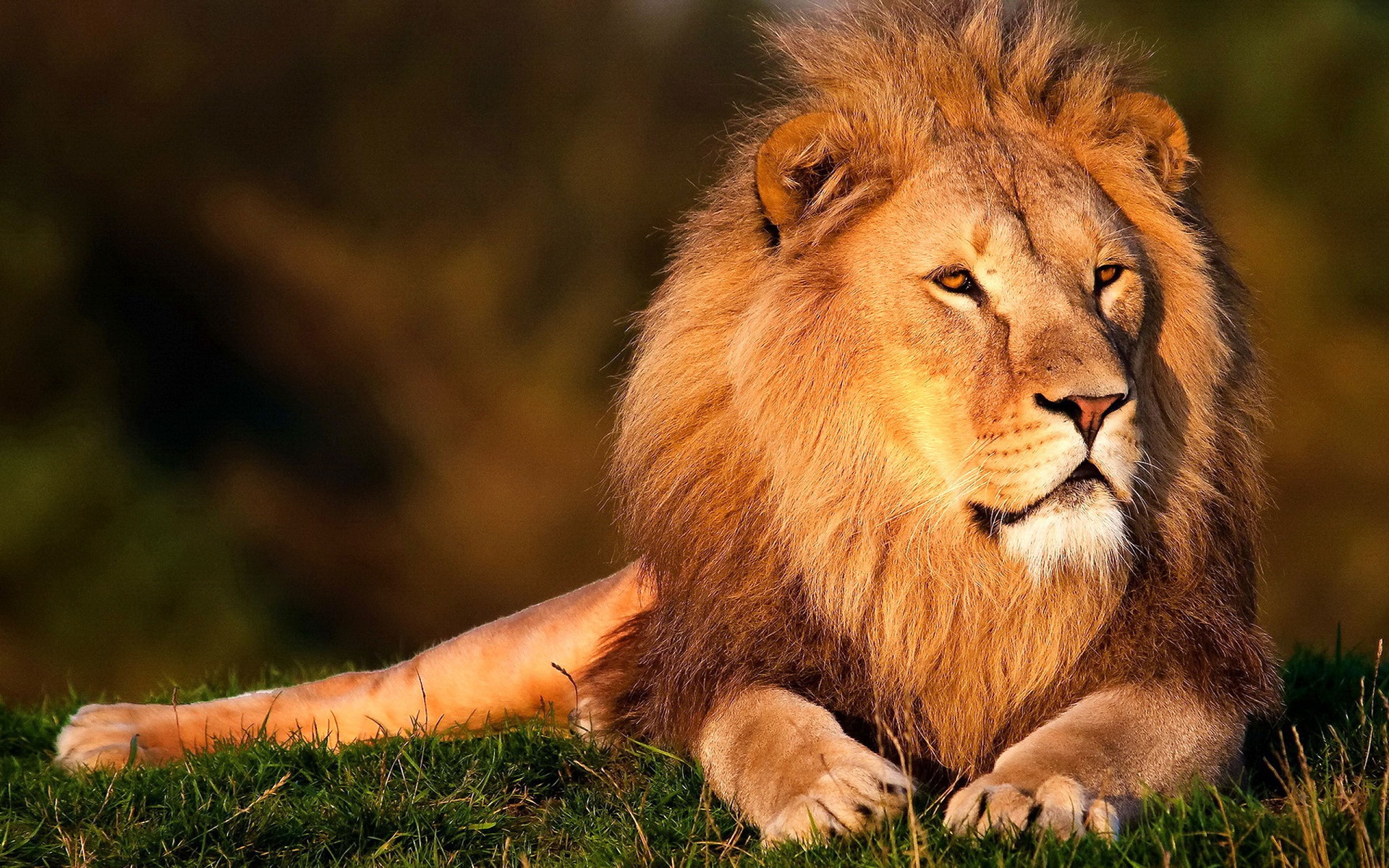 “齐刘海”狮子发型换成了“大背头” 动物园：不是我们剪的_凤凰网
