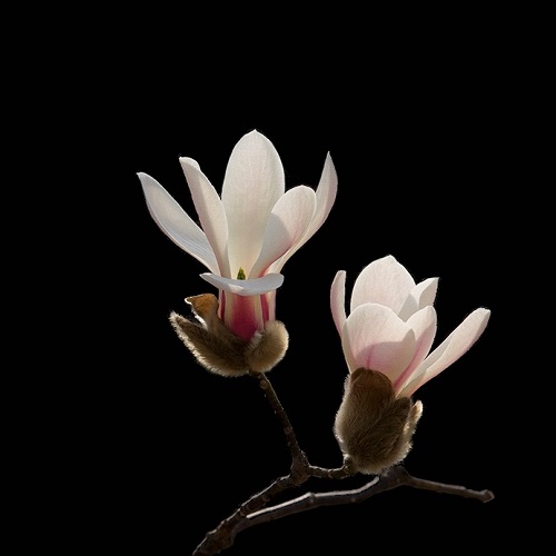 春天花卉高清头像图片:嘉禾重颖,蓂荚载芬3