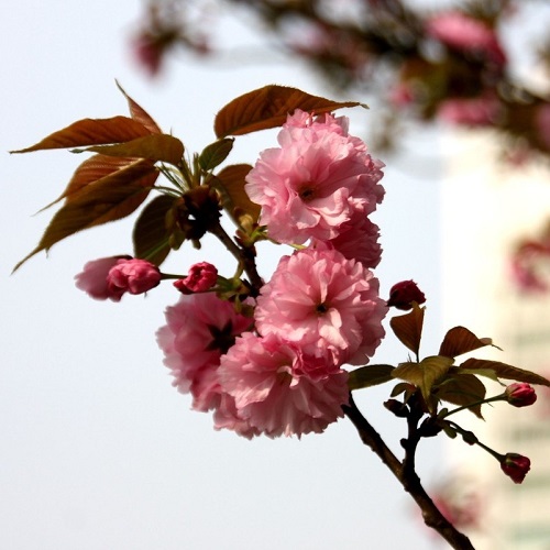 春天花卉高清头像图片:嘉禾重颖,蓂荚载芬4