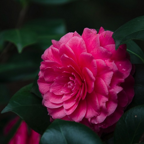 花卉艺术摄影500x500分辨率高清图片6张2