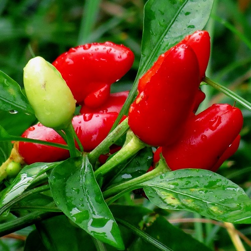 个性头像图片:红红小辣椒2