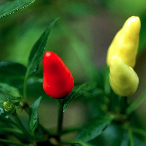 个性头像图片:红红小辣椒5