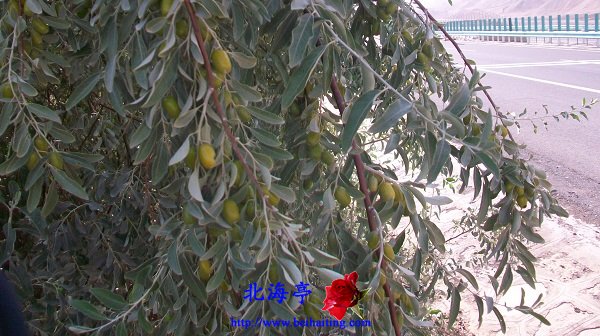 河北骑行新疆日记(鄯善县至吐鲁番)---野枣树