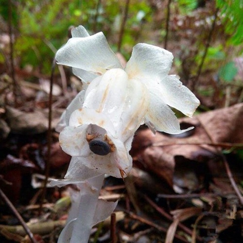 冥界之花---水晶兰高清图片2