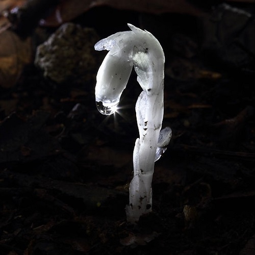 冥界之花---水晶兰高清图片4