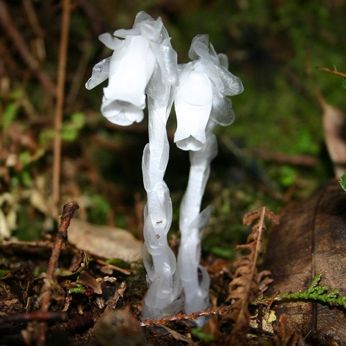 冥界之花---水晶兰高清图片5
