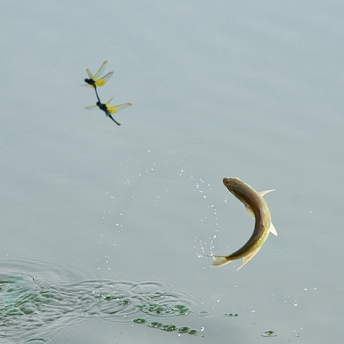小鱼的图片500x500分辨率:锦鳞行处水纹摇5