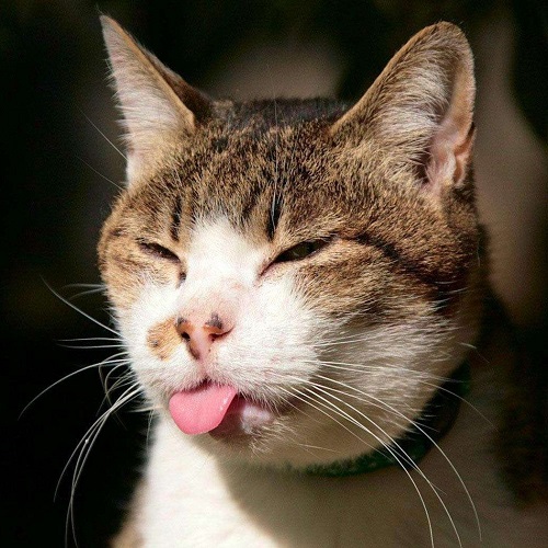可爱小猫咪图片:分唾掌中频洗面,引儿窗下自呼名3