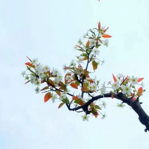 唯美风景头像图片:春暖花开
