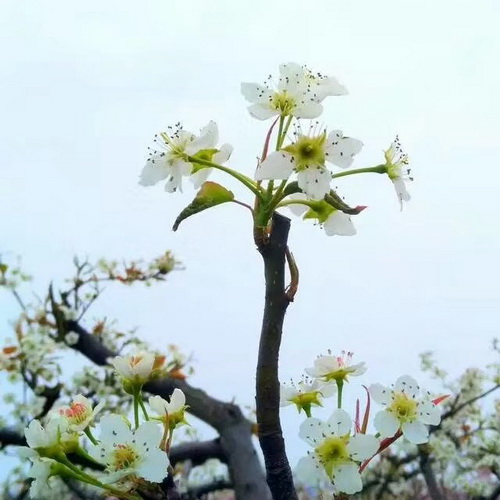 唯美风景头像图片:春暖花开5
