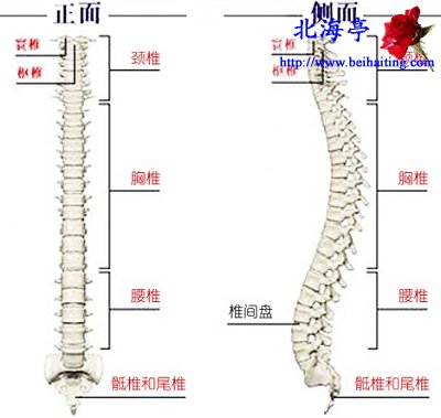 人的脊柱有多少块骨头,人的脊椎骨有几块?