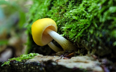 蘑菇高清图片壁纸打包下载:聆听自然的声音1
