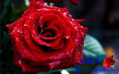 Win10鲜花主题包下载:灿然绽放的玫瑰