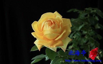 Win10鲜花主题包下载:灿然绽放的玫瑰3