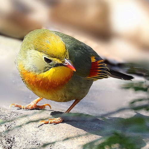 可爱的小鸟高清头像图片500x500分辨率6张