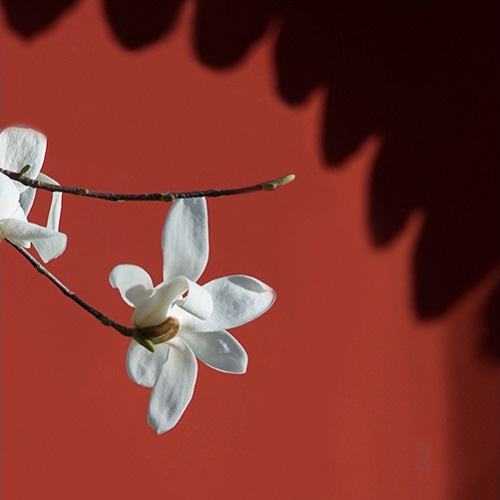 花卉艺术摄影500x500分辨率高清图片6张