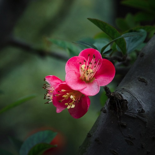花卉艺术摄影500x500分辨率高清图片6张3