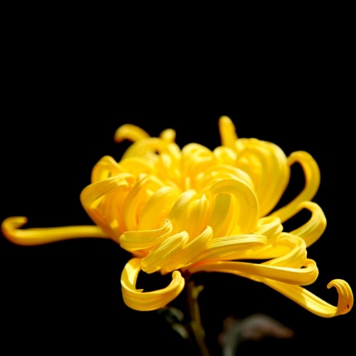 菊花的图片500x500分辨率:花开不并百花丛,独立疏篱趣未穷6
