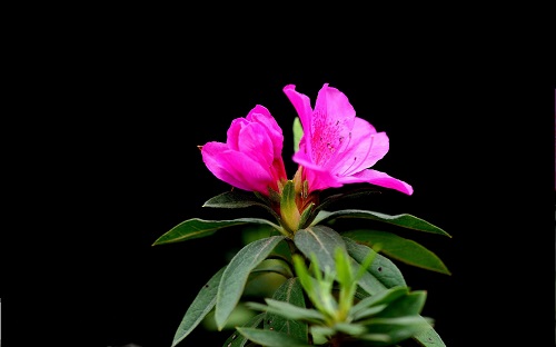 Win10植物和花卉主题下载:杜鹃花图片(1920x1200分辨率11张)2