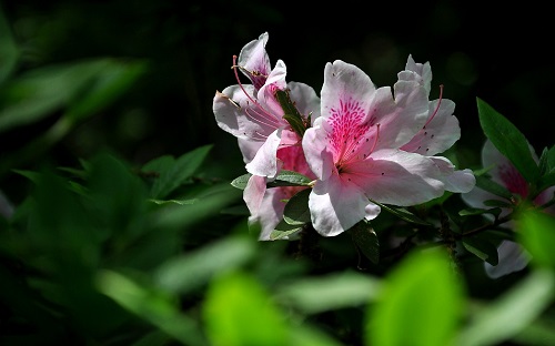 Win10植物和花卉主题下载:杜鹃花图片(1920x1200分辨率11张)3