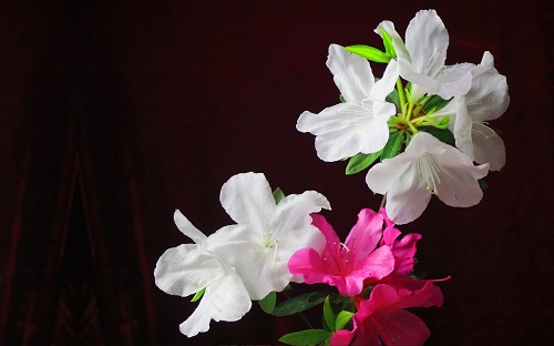 Win10植物和花卉主题下载:杜鹃花图片(1920x1200分辨率11张)5