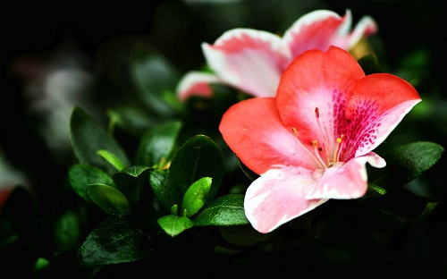 Win10植物和花卉主题下载:杜鹃花图片(1920x1200分辨率11张)9