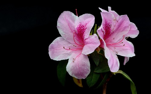 Win10植物和花卉主题下载:杜鹃花图片(1920x1200分辨率11张)10