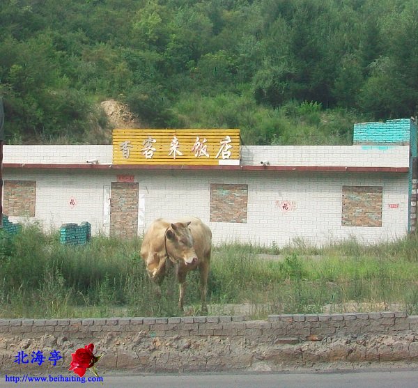 河北骑行新疆日记(山西汾阳至陕西吴堡)---路边的黄牛