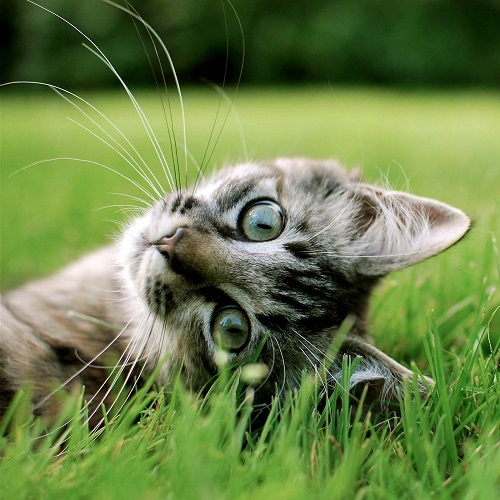 可爱小猫咪图片:分唾掌中频洗面,引儿窗下自呼名