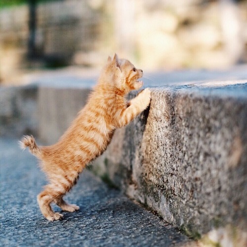 可爱小猫咪图片:分唾掌中频洗面,引儿窗下自呼名4