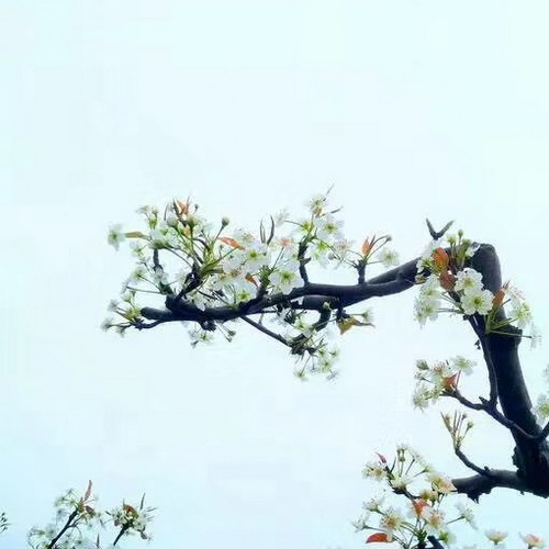 唯美风景头像图片:春暖花开4